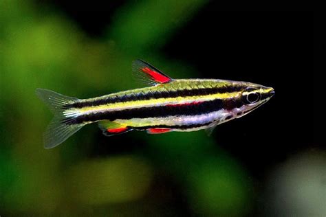 Dwarf Pencilfish .